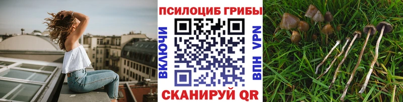 Галлюциногенные грибы Psilocybe  Исилькуль 